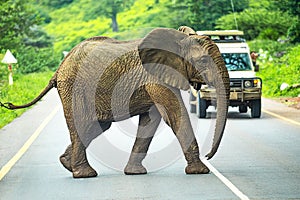 Tourists in all-terrain vehicle exploring the elephants in safari game drive