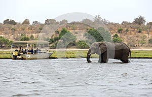 Tourists in a boat observe elephants along the riverside of Chobe River in Chobe National Park, Botswana