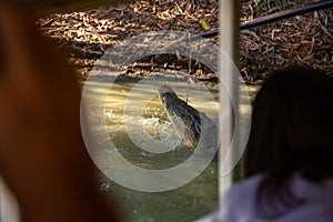 tourists on a boat watching crocodile feeding in HARTLEY’S CROCODILE ADVENTURES