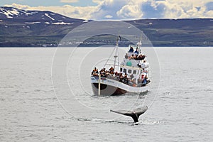 Tourists at boat for whale watching safari in artic sea, iceland