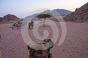 Tourists at camel safari in Sinai, Sharm el Sheikh, Egypt