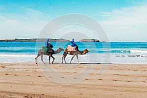 Tourists on camels on the beach. Tourism in Morocco, Algeria, Tunisia. Travel concept