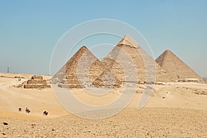 Tourists on camels are seeing Giza pyramids