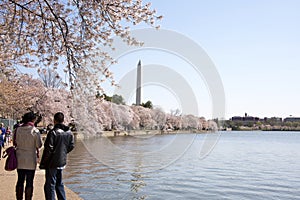 Tourists at Cherry Blossom Festival