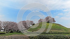 Tourists climbing the stairway to a hilltop with beautiful cherry blossom trees  Sakura  and green grassy meadows on hillside