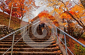 Tourists climbing the steps to the entrance of a park in Kyoto, with fiery maple trees along the staiway