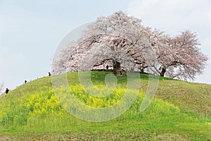 Tourists climbing up a hill of beautiful cherry tree blossoms and green grassy meadows