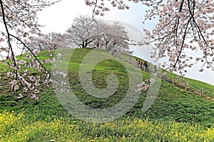 Tourists climbing up a hill of beautiful cherry tree blossoms and green grassy meadows ~ Spring scenery of idyllic Japanese