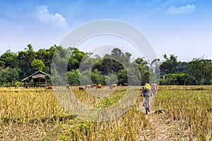 Tourists Cycling in Vang Vieng, Laos photo