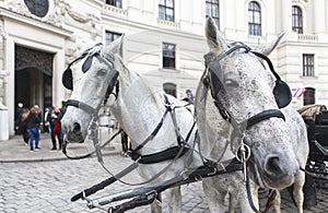 Tourists discover the Vienna Capital by Horseback