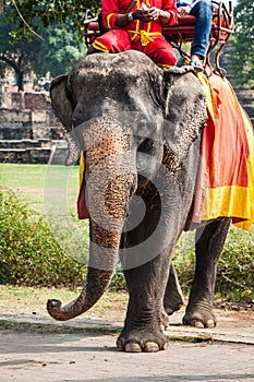 Tourists on an elefant ride around the Park in Ayutthaya,Thaila