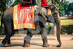 Tourists on an elefant ride around the Park in Ayutthaya,Thaila