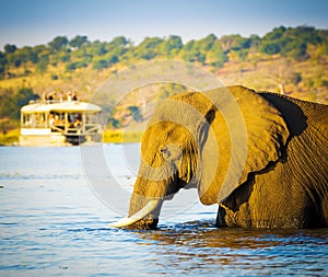 Tourists On Elephant Safari Africa