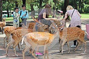 Tourists enjoy the cookies with deer on sideway.