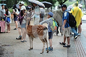 Tourists enjoy the cookies with deer on sideway.