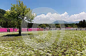 Tourists enjoy sunlight & scenery of  Shibazakura Moss Phlox flower fields with majestic mountain in background