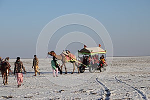 Tourists enjoying camel cart at Rann of Kutch festival - Rann utsav - white desert - Gujarat tourism - India travel