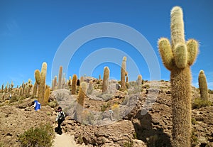 Tourists exploring Giant Trichocereus Cactus field on Isla Incahuasi Isla del Pescado, a Rocky Outcrop in the Middle of Uyuni