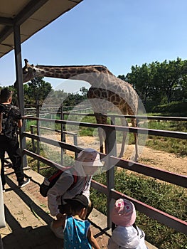 The tourists are feeding the giraffes at the zoo