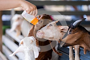 Tourists feeding milk to goats, A little goat drinks milk from a baby bottle. Thai women give milk to a goat in front corral
