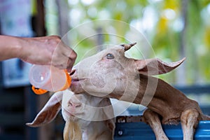 Tourists feeding milk to goats, A little goat drinks milk from a baby bottle. Thai women give milk to a goat in front corral