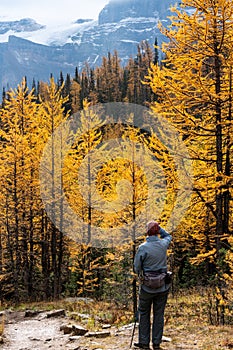 Tourists hiking in Larch Valley. Banff National Park, Canadian Rockies, Alberta, Canada.