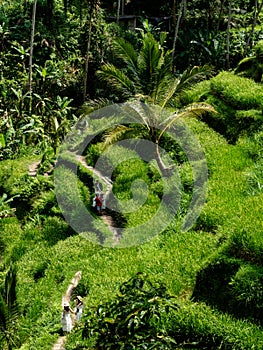 Tourists hiking through the Tegallalang rice terraces