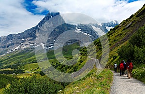 Tourists hiking on a trail by the grassy mountainside from Mannlichen to Kleine Scheidegg