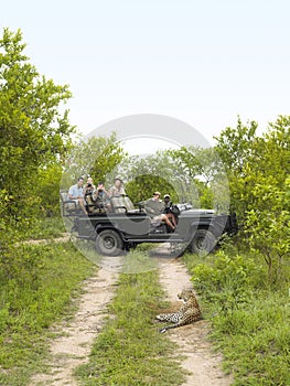 Tourists In Jeep Looking At Cheetah On Dirt Road