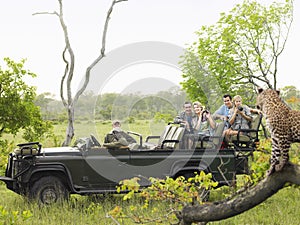 Tourists In Jeep Looking At Cheetah On Log