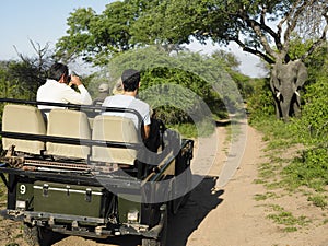 Tourists In Jeep Looking At Elephant