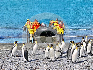 Tourists landing on a South Georgia Island beach, as king penguins appear unafraid.
