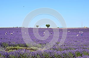 tourists in a lavender field