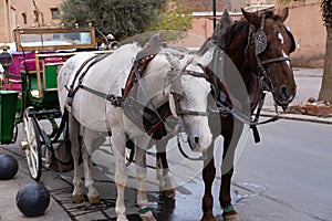 Tourists and locals ride in horse-drawn carriages through vibrant streets Marrakech, authentic and lively city life African