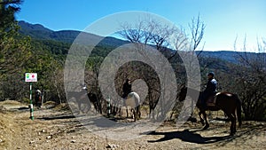 Tourists make horseback riding in the countryside: mountains, forest, blue sky