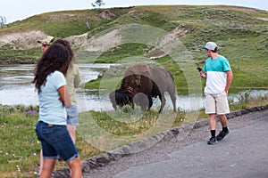 Tourists Next to a Large Bison