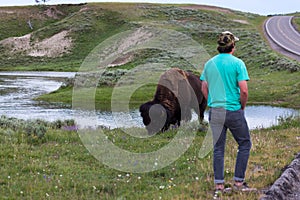 Tourists Next to a Large Bison