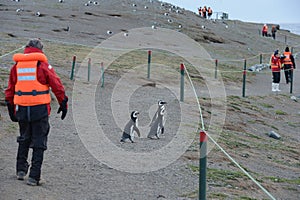 Tourists observe Magellanic penguins on Magdalena island in the Strait of Magellan near Punta Arenas.