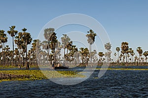 Tourists in Palms landscape in La Estrella Marsh, Formosa