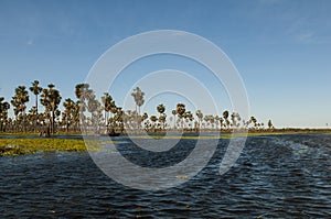 Tourists in Palms landscape in La Estrella Marsh, Formosa