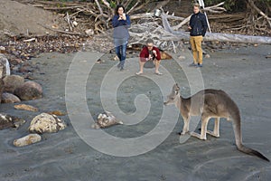 Tourists photographing a wallaby kangaroo on the beach