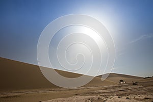 Tourists ride Camel over Sunshine Summer Desert