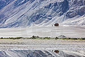 Tourists riding camels in Nubra valley, Ladakh, India photo