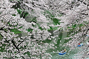Tourists row boats merrily on a lake under amazing cherry blossom trees in Chidorigafuchi Urban Park during Sakura Festival photo