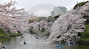 Tourists rowing boats on a lake under beautiful cherry blossom trees in Chidorigafuchi Urban Park during Sakura Festival in Tokyo