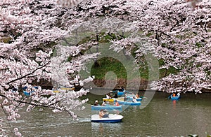 Tourists rowing boats on a lake under beautiful cherry blossom trees in Chidorigafuchi Urban Park during Sakura Festival in Tokyo