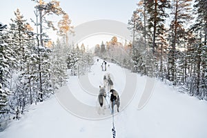 Tourists running a dogsled in Lapland