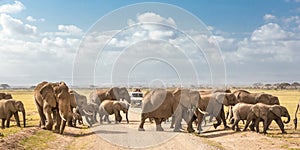 Herd of big wild elephants crossing dirt roadi in Amboseli national park, Kenya.