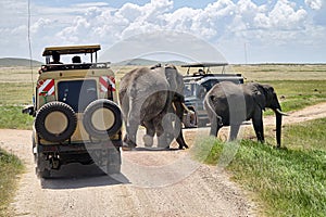 Tourists in safari jeeps watching and taking photos of big wild elephant crossing dirt road in Amboseli national park