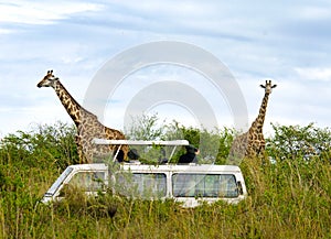 Tourists on safari take pictures of giraffes